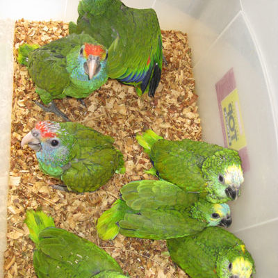 Amazon Babies