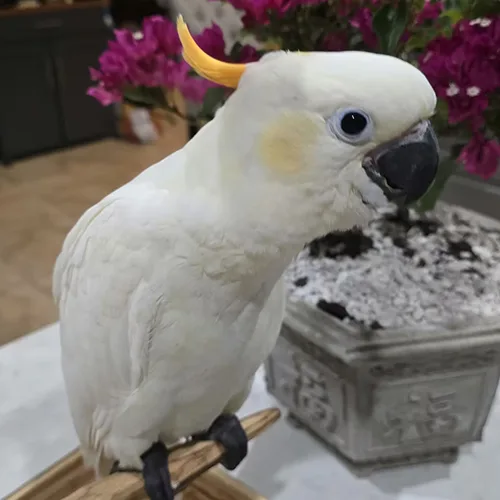 Baby Citron Crested Cockatoo