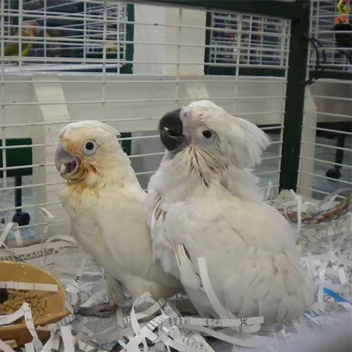 Baby Goffin Cockatoo For Sale