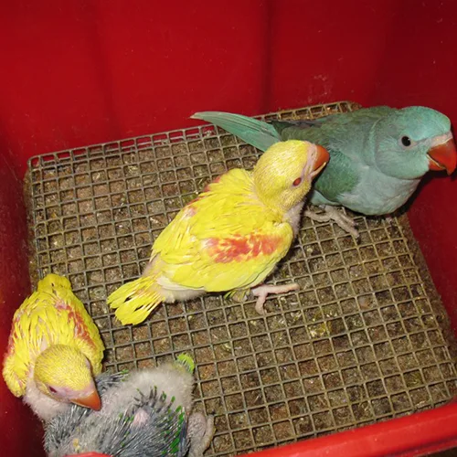 Baby Lutino Alexandrine Parrot