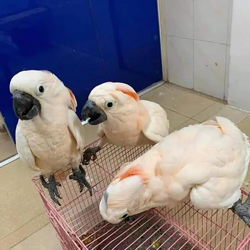 Baby Moluccan Cockatoo