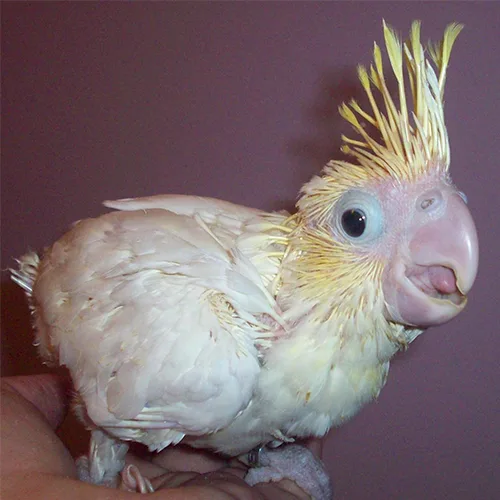 Baby Sulphur Crested Cockatoo