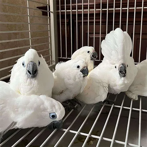 Baby Umbrella Cockatoo