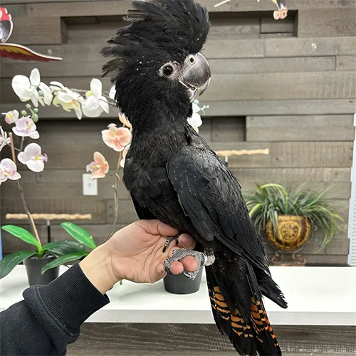 Black Plumage Cockatoo