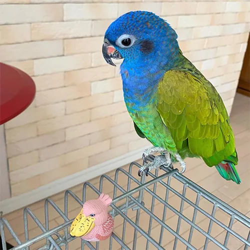 Blue – Headed Pionus parrots