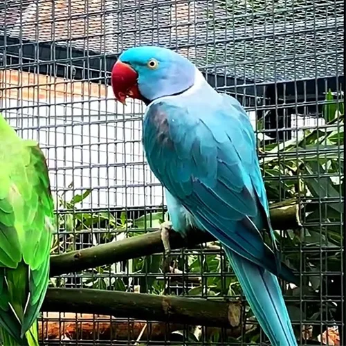 Blue Alexandrine Parrot