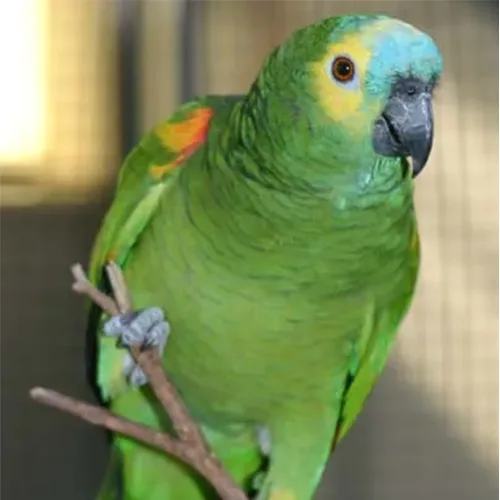 Blue Fronted Amazon