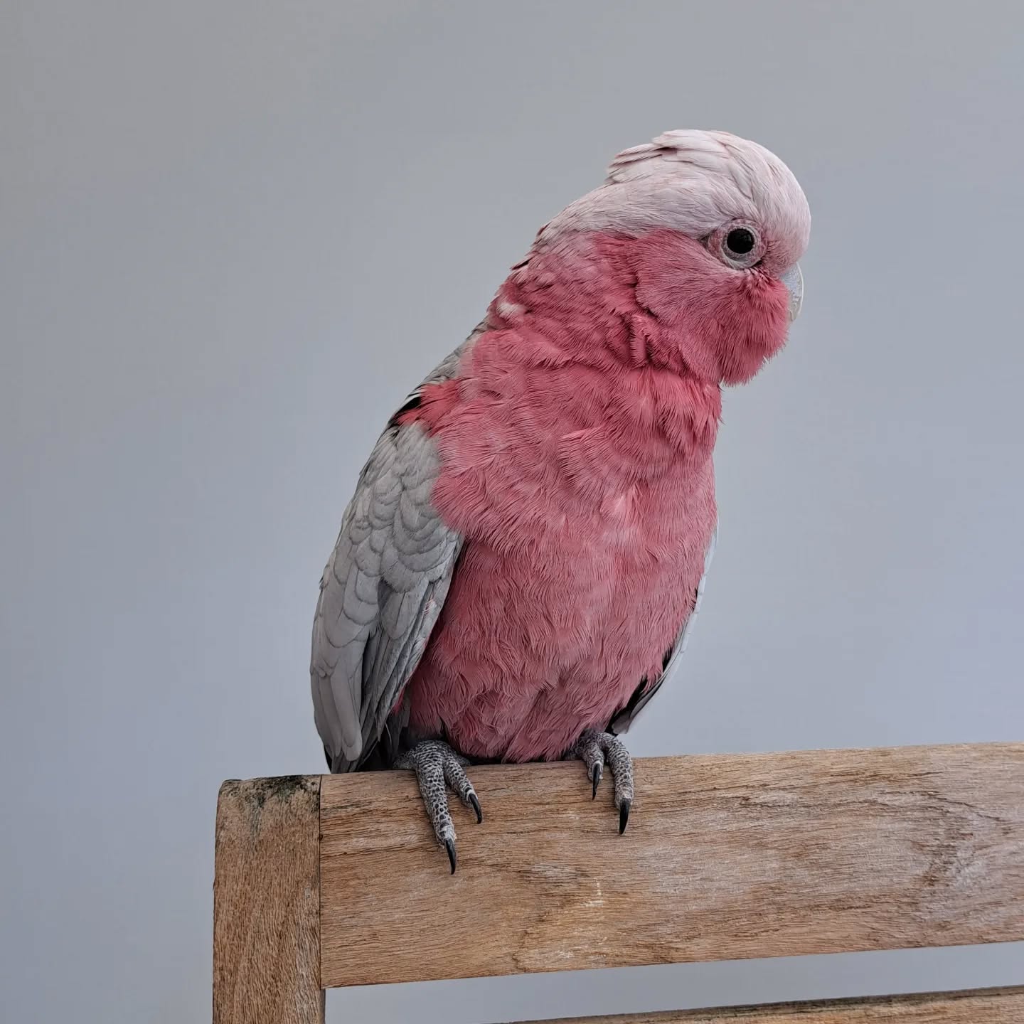 Cockatoo Parrots For Sale Adoption In USA Buy Or Adopt A Cockatoo 