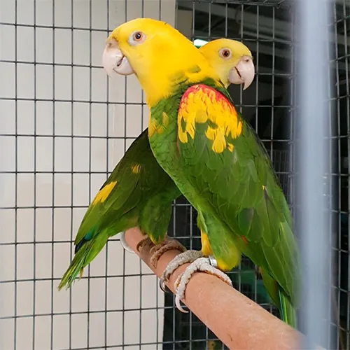 Double Yellow Headed Amazon