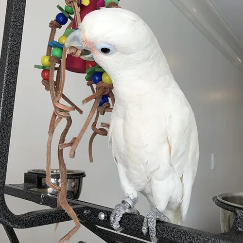 Goffins Cockatoo For Sale