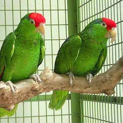 Green Cheeked Amazon