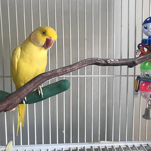 Lutino Alexandrine Parrot