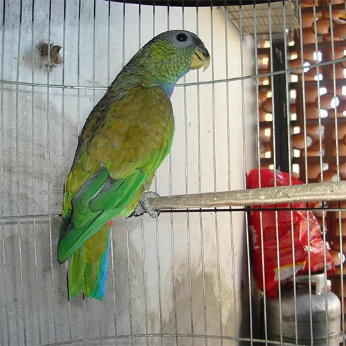 Maximilian Pionus