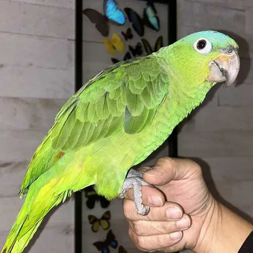 Mealy Amazon