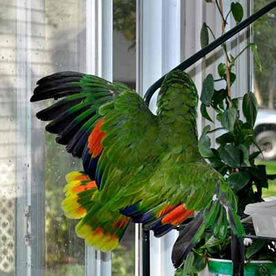 Orange Winged Amazon