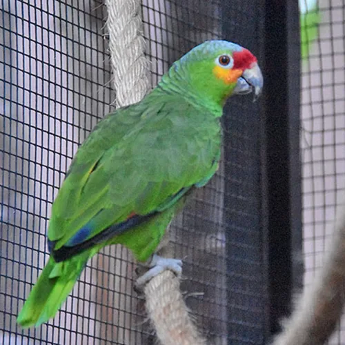 Red Lored Amazon