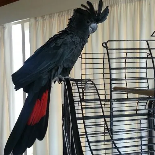 Red Tail Black Cockatoo