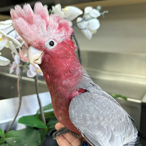 Rose Breasted Cockatoo