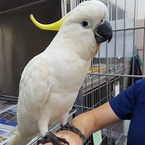 Sulphur Crested Cockatoo