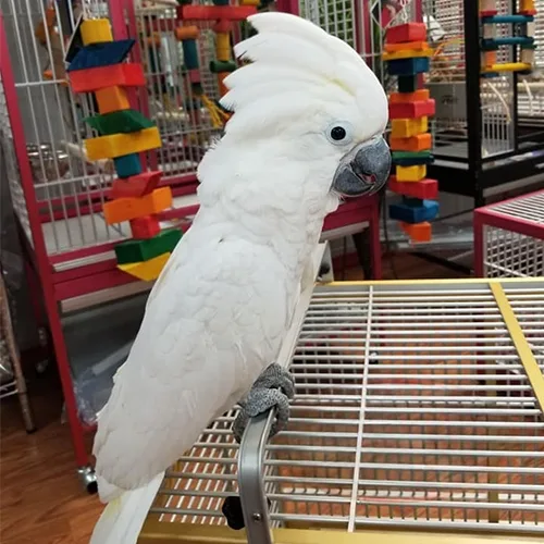 Umbrella Cockatoo