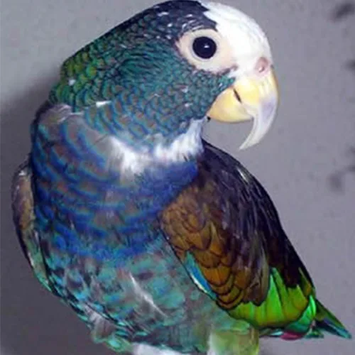 White – Crowned Pionus